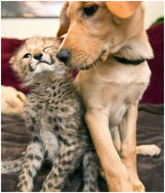 卡絲（印度豹）和曼塔尼（狗），從牠們很小的時候，就已經是好朋友了。