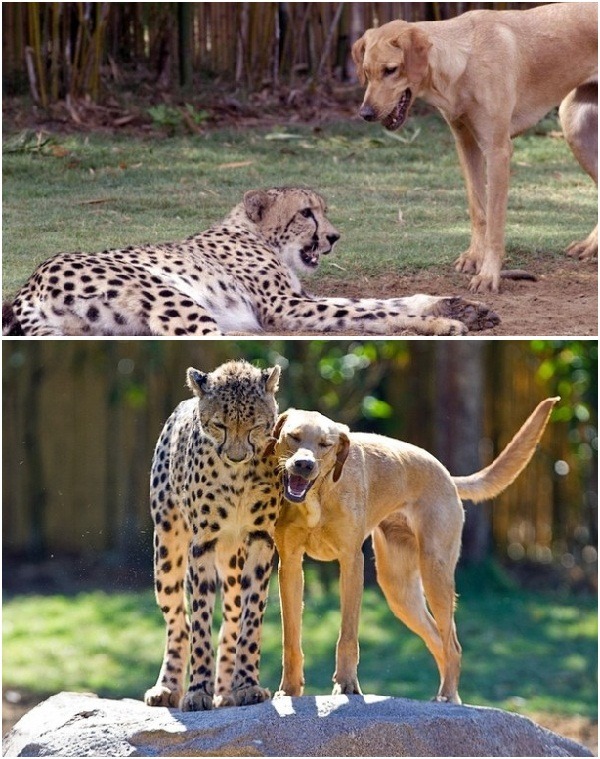 卡絲（印度豹）和曼特尼（狗）這對動物伴侶，喜歡磨磨蹭蹭。