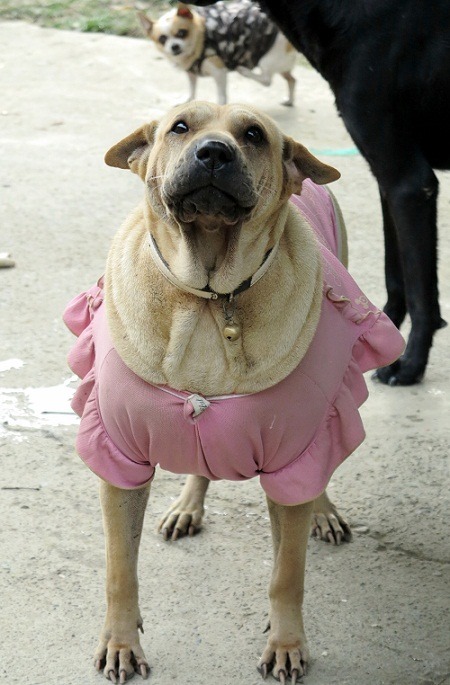 微胖的身體穿上粉紅荷葉邊衣服，造型滑稽可愛。  蕭士塔/攝