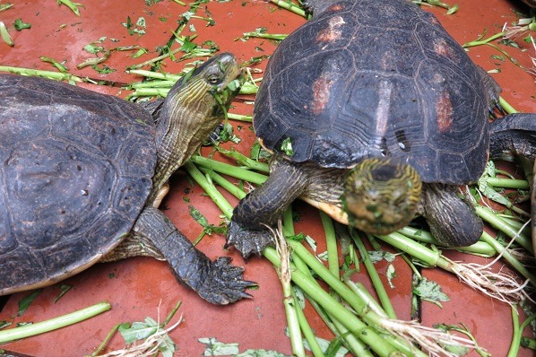 台灣斑龜基本上以植物為食物，人工飼養偶而補充些水族飼料即可。    蕭士塔/攝