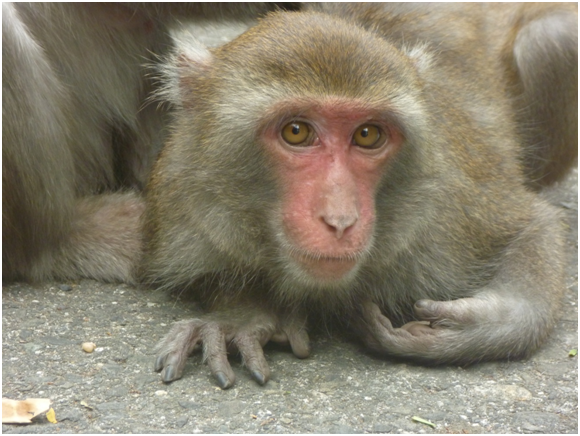 遇到躺臥路邊的台灣獼猴，只要靜靜的從旁經過，是不會被攻擊的。（照片中為柴山獼猴） 瑭芯/攝