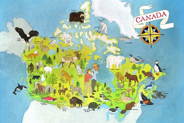 動物種類繁多的加拿大，在動物保護工作的表現卻不如人意。   取自網路