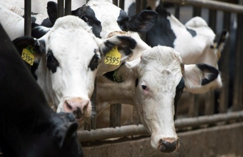 加拿大允許農場動物在運送時可以兩天不餵食、不給水，因此飽受批評。   取自網路