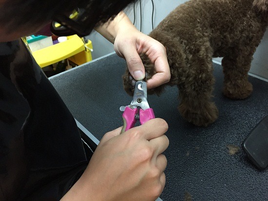 小型犬放置在美容桌或穩定的高台上進行，從後腳開始ㄧ次ㄧ腳趾修剪。