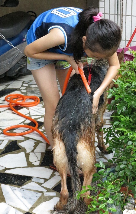 女主人正在為愛犬洗澡，她認為狼犬是很溫馴聰明的狗狗。  蕭士塔/攝 