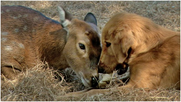艾米（錫特卡鹿）和蘭塞姆（黃金獵犬）用愛斯基摩吻傳達友誼。