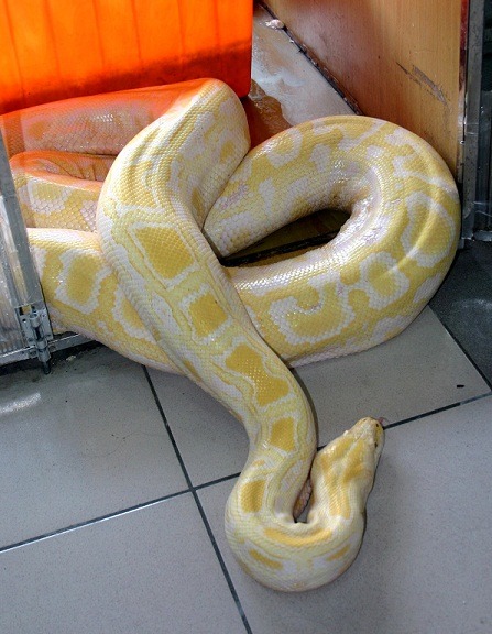 黃金蟒蛇也是流行的寵物蛇，生長速度快，被棄養的機率高。    蕭士塔/攝