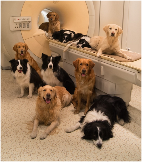 進行腦影像研究的狗聚集在布達佩斯（Budapest）磁力共振（MR）研究中心，磁力共振成像（以下簡稱MRI）的掃描儀旁邊。      取自BorbalaFerenczy