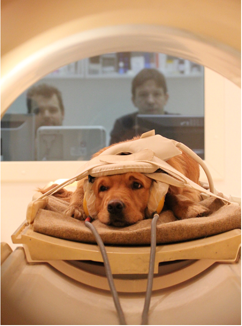 等待做MRI掃描，狗狗都受過良好訓練，在掃描過程中不會亂動。   取自網路