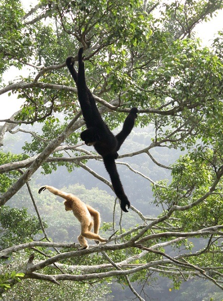 長臂猿養在水塘中的動物島，可以在樹上自由活動鳴叫。  蕭士塔/攝