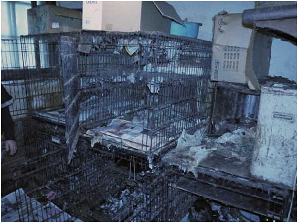 日本長野縣的繁殖業者在民宅內飼養 280 隻犬貓，室內的排泄物氣味令人頭痛欲裂，呼吸困難。   取自「蒲公英之鄉」