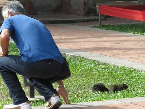 台南市孔廟文化園區的松鼠與人很親近，這位遊客起身的動作仍沒有嚇跑松鼠。    蕭士塔/攝