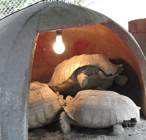 人工圈養的蘇卡達象龜容易飲食失衡，不及野放龜來得健康。蕭士塔/攝影