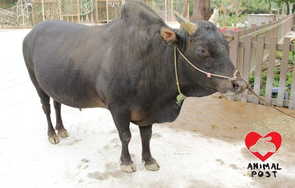 負責拖牛車的牛，可見脊骨已變形！    取自香港動物報