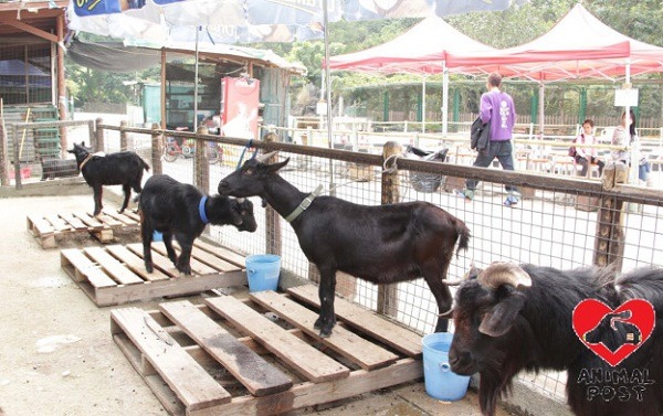 羊群都被鎖在欄杆邊，繩極短，牠們不能走動，連坐下來都不能，只能就這樣站著。取自香港動物報