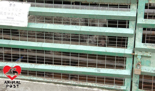 野豬被困在狹小的籠中，情況惡劣。   取自香港動物報