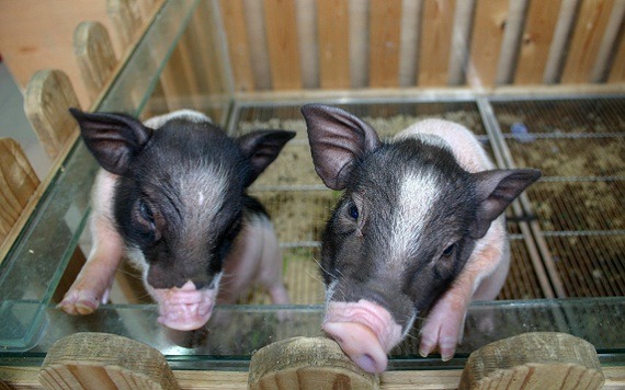 純麝香豬價錢不便宜，誤買混種可是會長到100公斤以上。  蕭士塔/攝