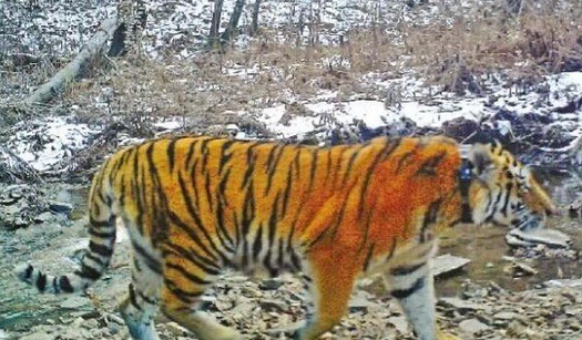 俄羅斯總統普丁親手野放的老虎，先後跑進中國境內，是為了什麼? 取自網路