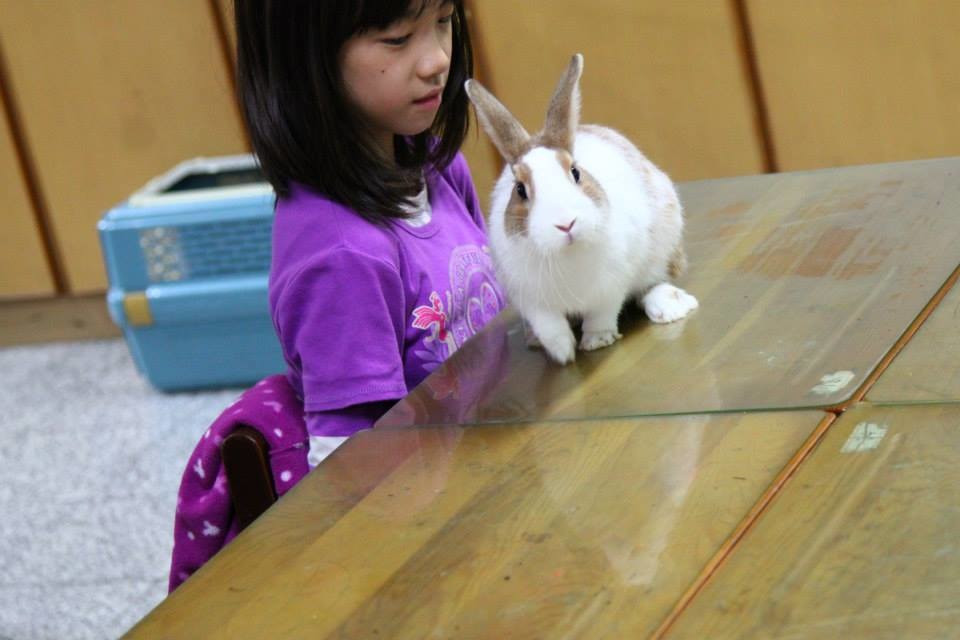愛兔協會到國小進行教育宣導，實際讓小朋友學習如何與兔子相處。　取自愛兔協會臉書