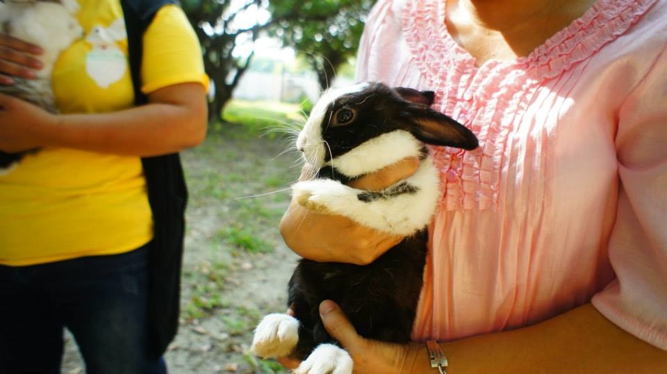 可愛的寵物兔就像家人一樣，記得要用安全的方法抱牠們喔！　取自愛兔協會臉書