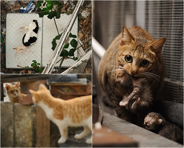 街貓每日面臨的生存難題，藉由鏡頭呈現在大眾眼前。　葉漢華/提供