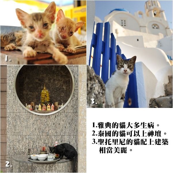 葉漢華旅遊的時候也喜歡拍攝貓咪，觀察過不同國家街頭上的貓咪。　葉漢華/提供
