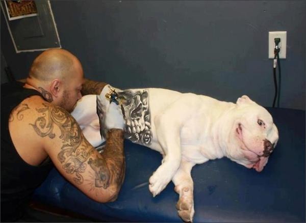 美國有許多飼主會替寵物刺青，不過目前紐約、賓州、新澤西州都已經明令禁止。　取自網路