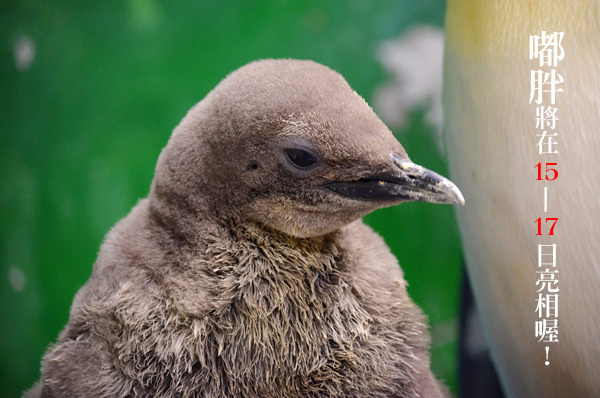 目前2個月大的嘟胖將是首次展出最年輕的企鵝。　台北動物園/提供