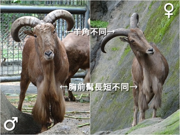 要區分北非髯羊的性別，可以從羊角、髯毛長短來觀察。  台北動物園/提供