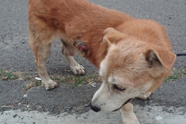11月29日，一隻患有腫瘤的狗狗在台南新化流浪，幸有民眾救援，命名為「起步走」。　張洵宜/提供
