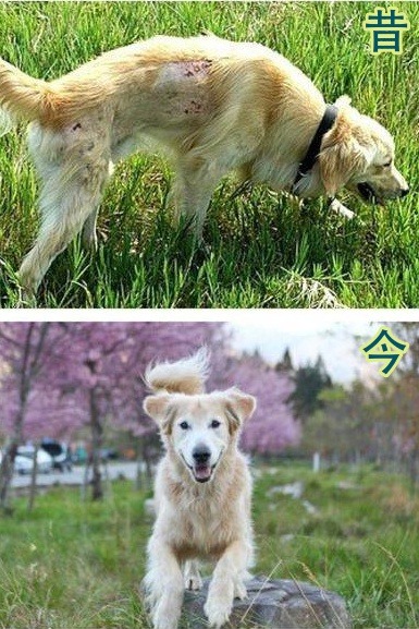 洛基被救援時皮膚病嚴重、瘦到19公斤，經過調養後活力充沛！  洛基小聿媽/提供