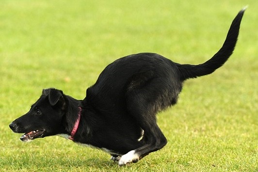 黑色米克斯狗狗失去兩隻前腳，卻像個袋鼠行動自如。　取自英國《每日郵報》