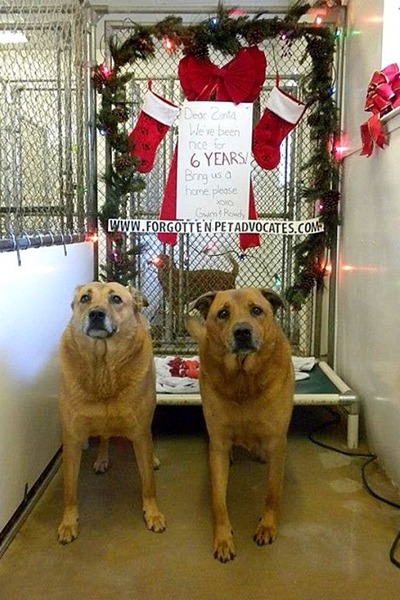 美國兩隻狗狗在收容所住了8年，去年聖誕節總算找到領養人。　取自FB_ADOPT Gwinn & Rowdy