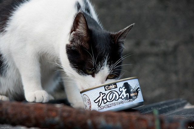 統一超商觀察到，愛貓愛狗的民眾會到門市買罐頭餵食流浪動物。　Flickr_Noelas