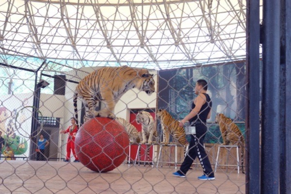 動物園老虎的一生就能道盡展演動物的辛酸。　取自「中國動物園觀察」微博