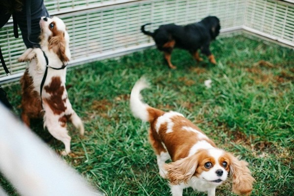 重獲自由的狗狗們看起來開心多了！　取自Mashable