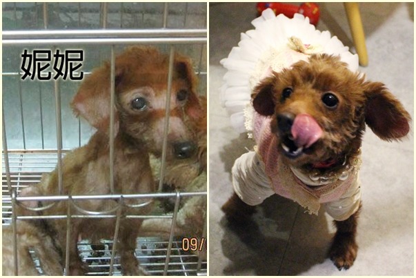 妮妮是繁殖場的棄犬，非常瘦小（左，藝慾/提供），經過治療後已經活蹦亂跳（右，江幸芸/攝）。