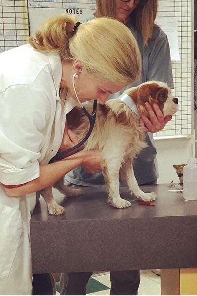 動保團體標下狗狗後，將狗狗送往動物醫院檢查。　取自Mashable