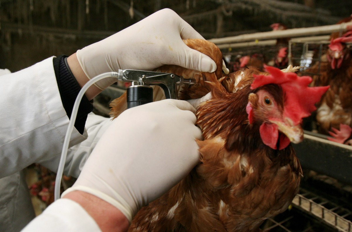 有些國家會對禽類施打禽流感疫苗防疫，但台灣仍全面禁止。　中新社