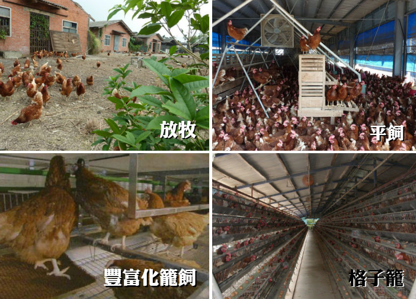 符合雞蛋友善生產系統標準的蛋雞飼養環境分為放牧、平飼、豐富化飼籠三種，格子籠的生產方式雖然能夠大量生產，卻毫無動物福利可言。 台灣動物社會研究會/提供、取自網路