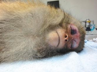 誤中陷阱，頭蓋骨遭殘忍重擊的台灣獼猴。　取自網路