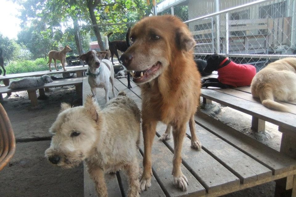 黃宗慧寄養了10多隻狗狗在付費私人收容所，10多年過去，狗狗們都老了，照片中的阿土(右)已經在去年過世。　黃宗慧/提供
