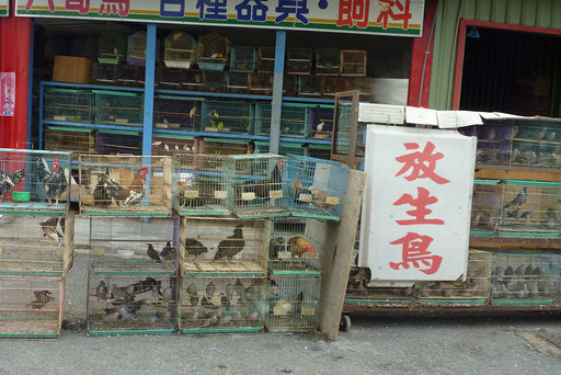 鳥店經常販賣的「放生鳥」，來源多是違法獵捕的野鳥。　取自網路