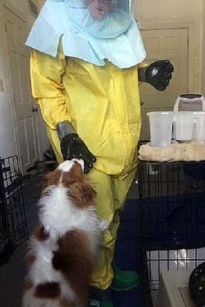 美國獸醫醫學協會認為，照顧隔離寵物的醫護人員，須穿著和照顧伊波拉患者相當等級的防護裝備。　取自英國《每日郵報》