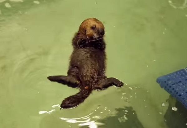 海獺寶寶Pup681正在學游泳。　取自Youtube