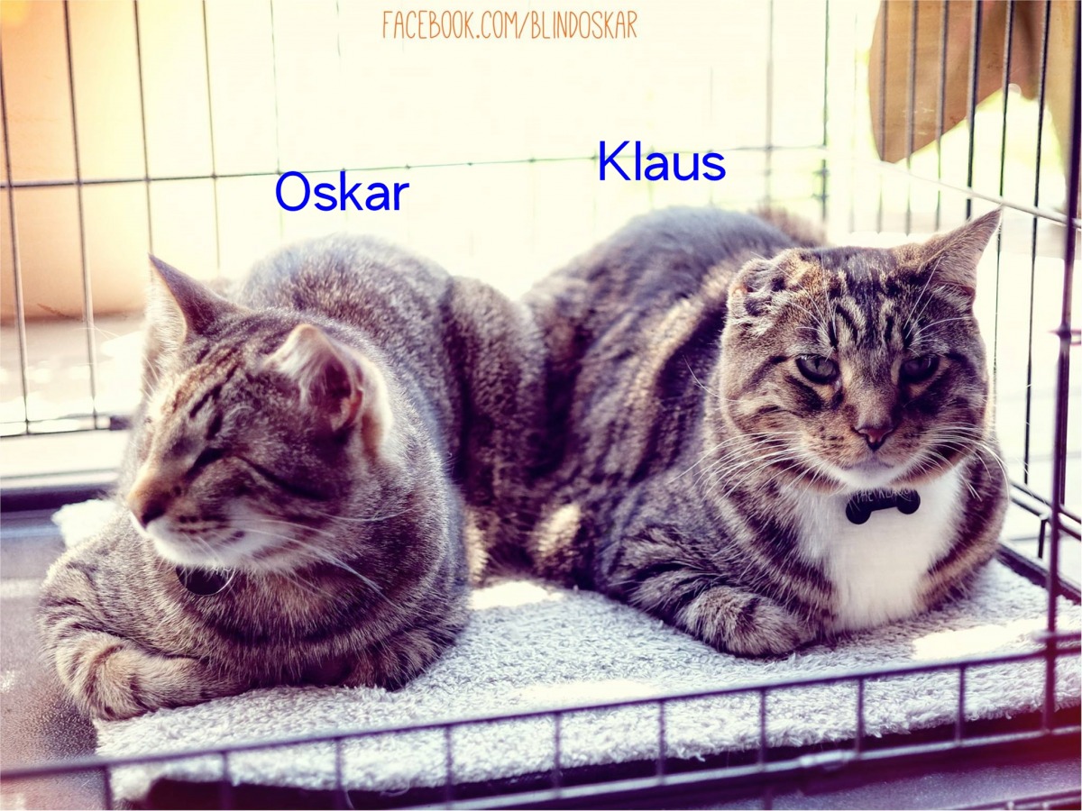 Oskar和Klaus的身體都有殘缺，被主人收養後成為好朋友。　取自Oskar the Blind Cat臉書