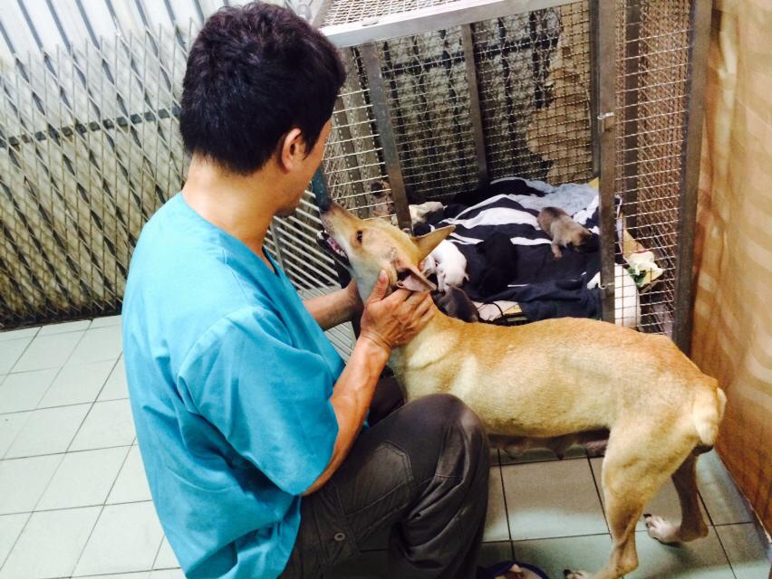 嘉義市動物守護協會志工和流浪狗媽媽互動，讓牠對人不再警戒後，獸醫師才能檢查小狗的身體狀況。　盧思岑/提供