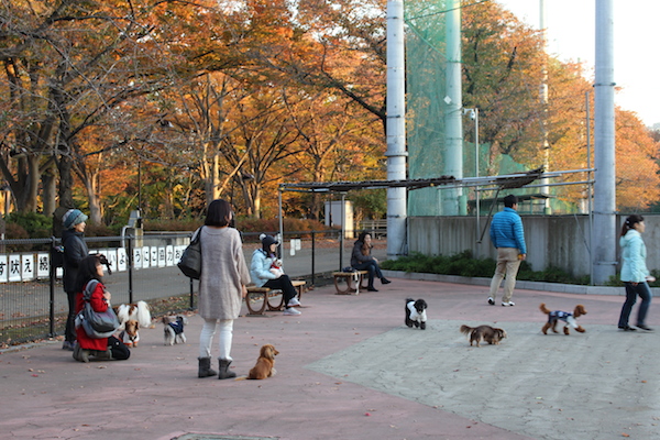 駒澤奧林匹克公園裡的寵物公園就像是毛爸媽的另類社交場所，大家和毛孩一樣都在公園內交朋友。   何宜/攝