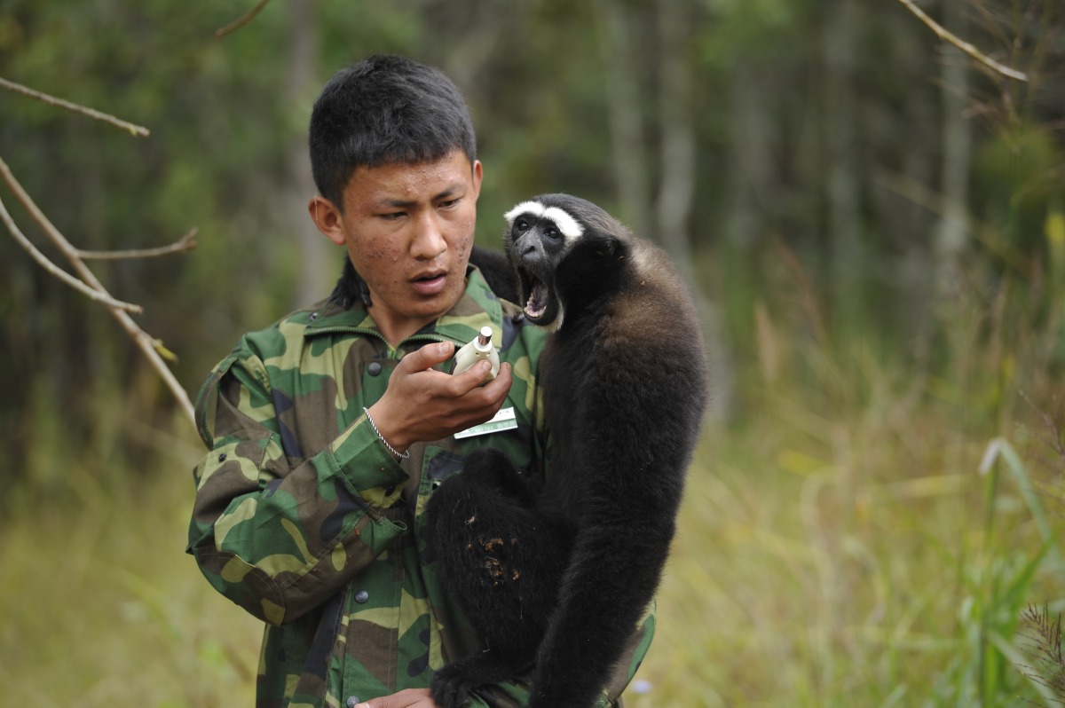 測量白眉長臂猿的叫聲分貝，由長年提供人工補給給長臂猿的工作人員進行，在長臂猿眼中他是常常給牠們好吃食物的人，因此與他非常親近。　中新社