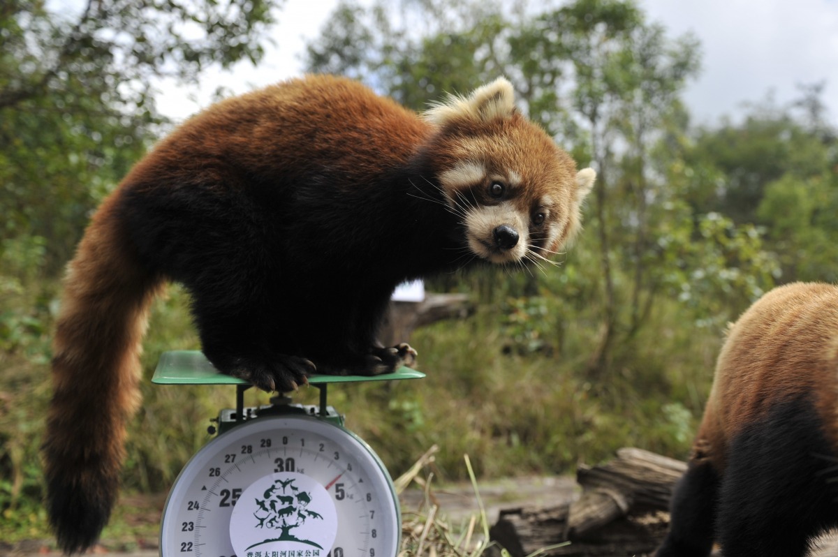 為了吃到蘋果，小熊貓連磅秤都敢爬。　中新社